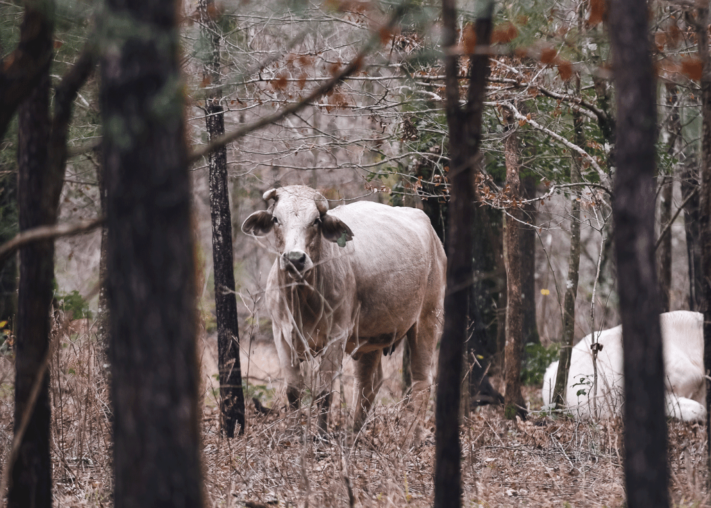 The Cow in the&nbsp;Woods
